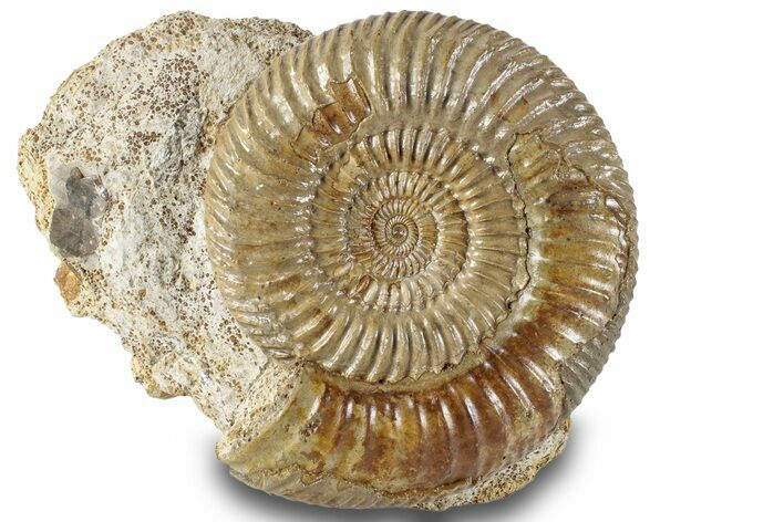 Jurassic Ammonite (Parkinsonia) Fossil - France #244478